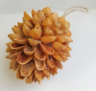 Шишка світла